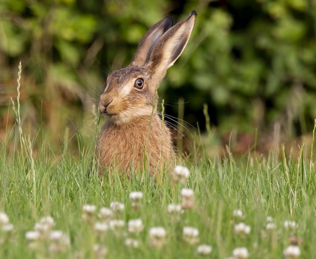 Somerset residents urged to have say on proposals to protect nature