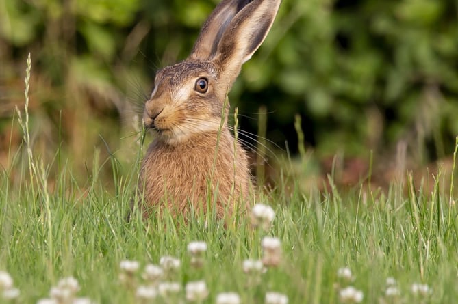 Hare in long grass (Somerset Council)
