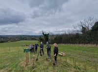 Hedges in the Chew Valley