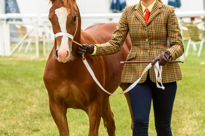 Anticipation over the equine entrants for the showing classes is building ahead of this year’s Royal Bath & West Show.

