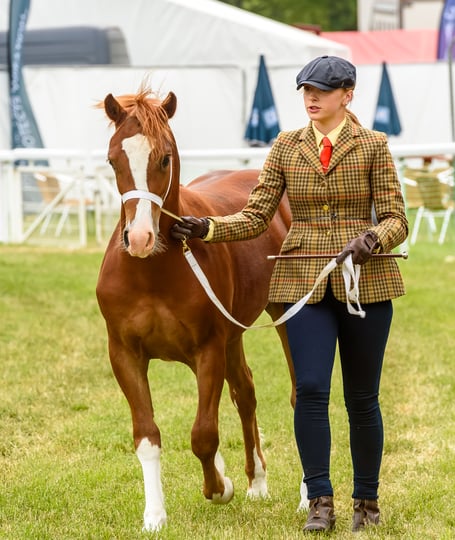 Anticipation over the equine entrants for the showing classes is building ahead of this year’s Royal Bath & West Show.

