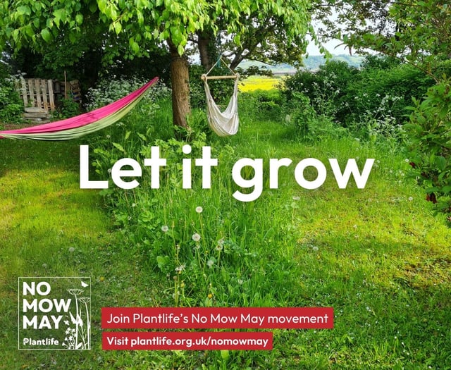 Join No Mow May and help wildlife to thrive