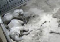 Baby elephants caught on CCTV 'cuddling' before falling asleep at zoo in Somerset