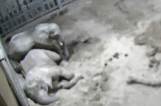 Two baby elephants were seen 'cuddling' at Noah's Ark Zoo (SWNS) 