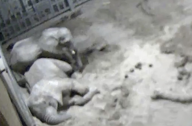 Two baby elephants were seen 'cuddling' at Noah's Ark Zoo (SWNS)