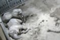 Baby elephants caught on CCTV 'cuddling' before falling asleep at zoo 