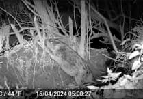 Beavers discovered living wild near Frome by charity Heal Rewilding