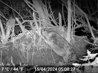 Beavers discovered living wild near Frome by charity Heal Rewilding