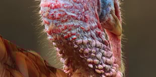 NRPS Zoom evening provides a collaborative showcase of talent