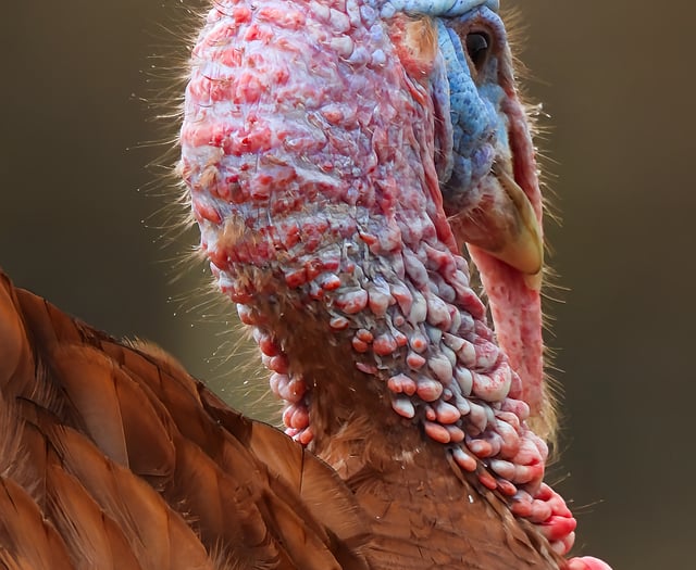 NRPS Zoom evening provides a collaborative showcase of talent