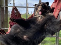 Noah’s Ark celebrates daddy bears this Father’s Day