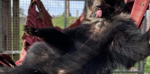 Noah’s Ark celebrates daddy bears this Father’s Day