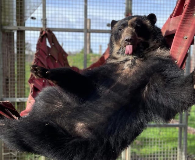 Noah’s Ark celebrates daddy bears this Father’s Day
