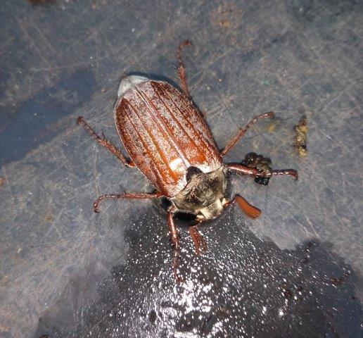 Maybug