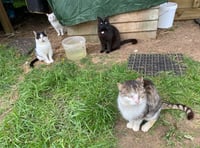 Compassion for Cats provides sanctuary for moggies in need