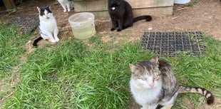 Compassion for Cats provides sanctuary for moggies in need