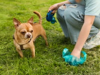 Campaign to tackle dog poo problem in Frome