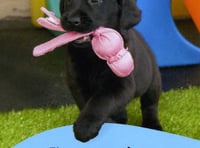 Connaught Freemasons sponsor guide dog puppy Jasper