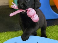 Connaught Freemasons sponsor guide dog puppy Jasper