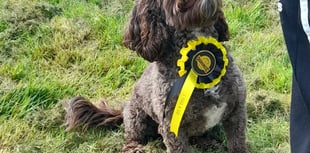 Frome dog owners invited to review new play area designs