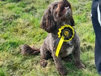 Frome dog owners invited to review new play area designs