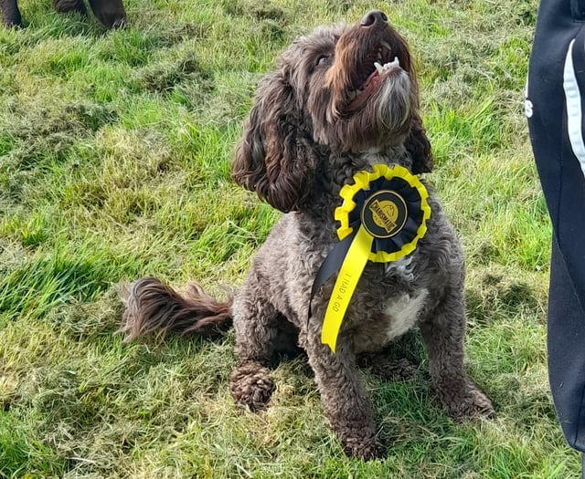 Frome dog owners invited to review new play area designs