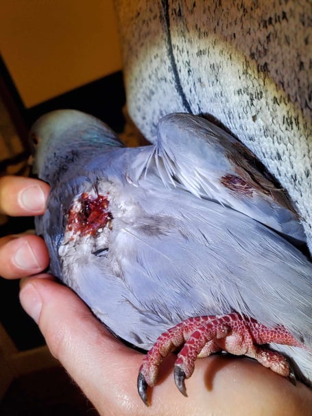 Some of the wounded pigeons in Clevedon, North Somerset. Photo released August 13 2024. 'Heartbreaking' scenes of 'dead birds everywhere' - as over 50 birds have been attacked with high-powered catapults in a seaside town.From ducks to pigeons, seagulls and other wildlife - animals are being targeted by bullets that are either leaving them dead or seriously injured and requiring medical attention.In one case, six pigeons resting in a Clevedon residents' garden aviary were attacked over a fence.Avon and Somerset Police have been informed - and they have been inundated with reports from the residential area on the south east edge of Clevedon since last Thursday, August 8.
