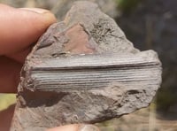 300-million-year-old fossils discovered at Haydon Batch
