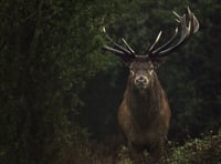 Wildling and Rewilding film screening comes to Frome 