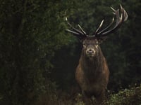 Wildling and Rewilding film screening comes to Frome 