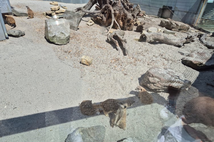 The meerkats are a firm favourite