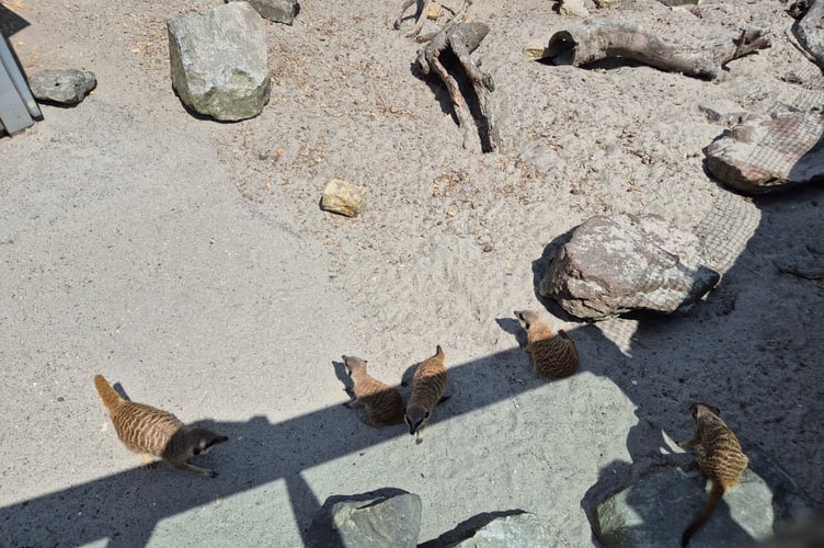 Meerkats will amuse everyone