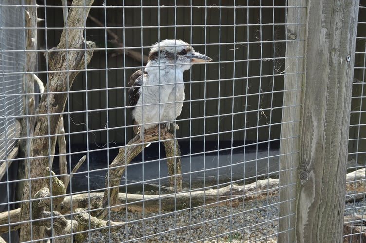  A kookaburra