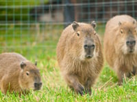 Trio of Capybara arrive at Noah's Ark Zoo Farm