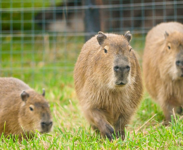 Trio of Capybara arrive at Noah's Ark Zoo Farm