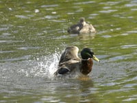 More than 150 water pollution incidents not visited immediately in North Somerset – as attendance drops across England