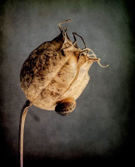 Graham Nicholls won with his image "Nigella and Friend.