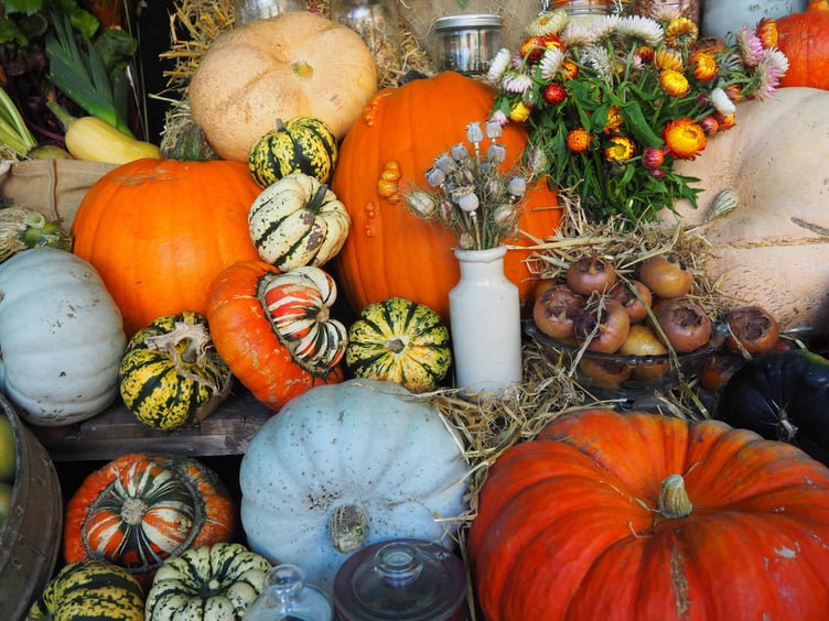 Pumpkins and gourds on display at Arlington Court, Devon
