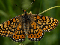 Butterfly walk and music at Haydon Batch