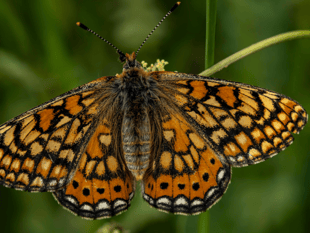 Butterfly walk and music at Haydon Batch