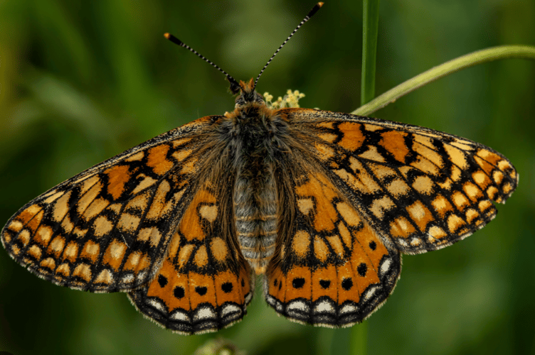 Marsh Fritillary Butterfly