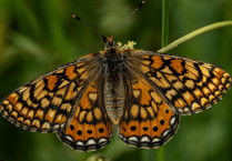 Join the fun at Haydon Batch!