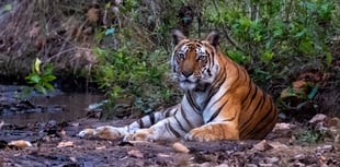 Photographic expertise showcased by Pamela Bruce-Lockhart