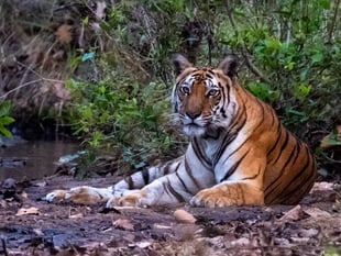 Photographic expertise showcased by Pamela Bruce-Lockhart