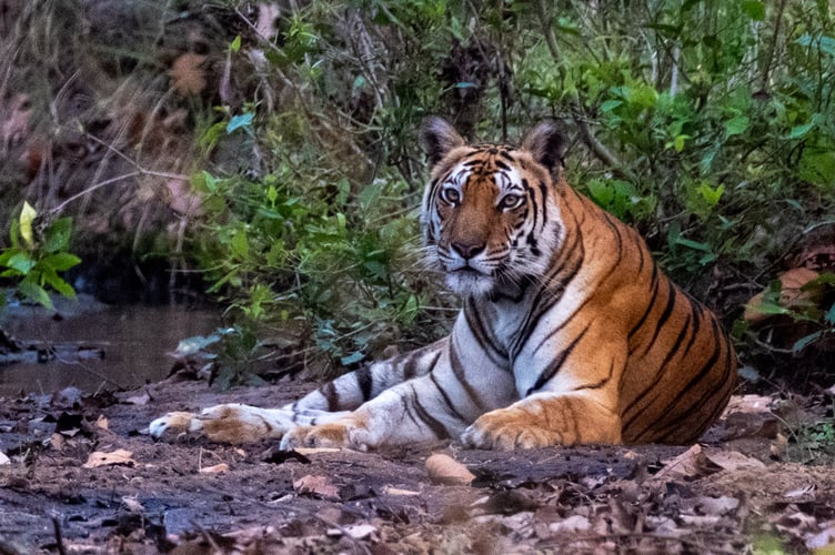 Pamelas' presentation featured a trip to India in search of tigers