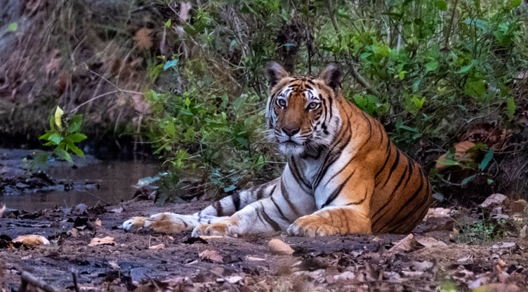 Pamelas' presentation featured a trip to India in search of tigers