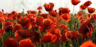 Round-up of Remembrance Day events across the area