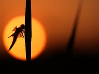 NRPS members inspired by wildlife photographer Simon Carder's talk