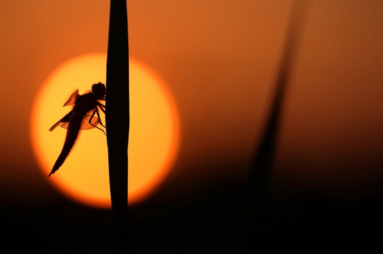 Simon Carder shares his expert wildlife photography techniques with NRPS members