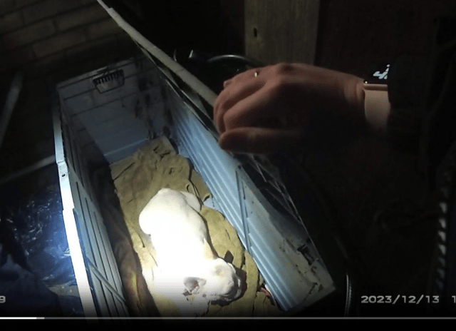 French bulldog found in closed container in total darkness